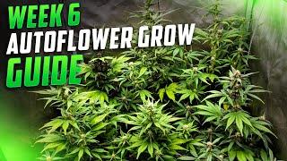 Organic Autoflower Grow Guide, A Seed to Harvest Guide to Growing Weed For New Growers #spiderfarmer