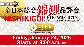 Live streaming of the process at the 55th All Japan Nishikigoi Show!