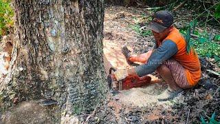 Today's special rain tree️ big, long and old   Husqvarna 395 xp