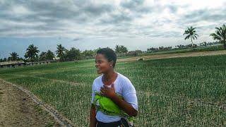 How i made  millions growing onions within 3months  in Africa |Ada Ghana|,