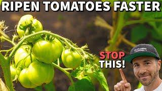 STOP Doing This! It's Devastating Your Tomato Plants!