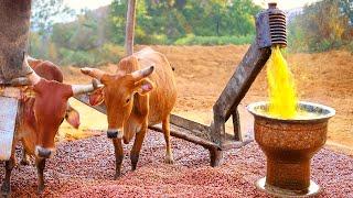 Unlock the Secret of India's Ancient Bull-Powered Groundnut Oil Extraction!