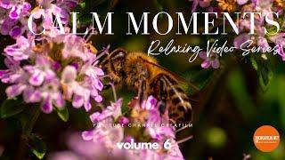 Calm moments Vol.6 - Serenità Interiore: Momenti di Relax con Suoni Melodiosi