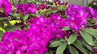 Rhododendron 'Purple Passion' // MASSES of Intensely Colored GORGEOUS flowers!