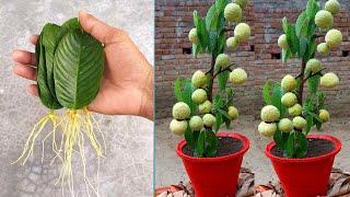 Amazing ideas: Grafting Small Tree | Wild sweetsop fruits grow | Home Garden