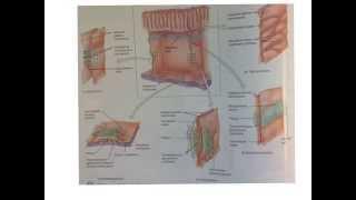 Cell Junctions