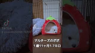 [マルチーズのポポ１歳11ヶ月1.7キロ]子犬のようにハウスに入るよ　#マルチーズ　#マルチーズのポポ　#dog 　#いぬのきもち 　#犬のいる暮らし 　#多頭飼いの日常 　#かわいい犬　#愛犬