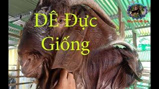 Cách chọn Dê Đực Giống| DÊ BOER VIP.#48