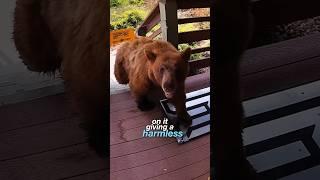 This Doormat Shocks Bears Away