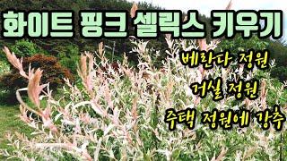 시골브이로그/화이트핑크 셀릭스 키우기 강추/베란다정원/거실정원/주택정원에 추천/삼색버드나무/오색버드나무/정원가꾸기/베란다정원가꾸기/외목대로 키우면 예쁜 꽃/노지원동하는 꽃/귀농귀촌