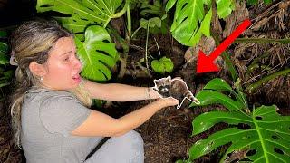 BABY RACCOON FOUND WITHOUT ITS MOTHER! WHAT NOW?!