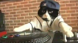 DJ KITTY