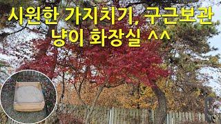 시원한 가지치기, 구근 보관, 냥이 화장실^^ Pruning, bulb storage, cat toilet^^