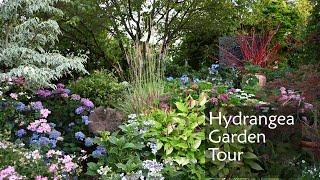 Hydrangea Garden Tour