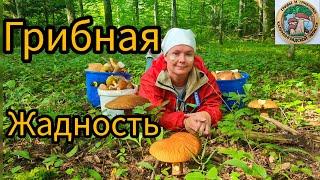 Белые грибы  ЭТО МОЯ ПОЛЯНА  жадность грибника