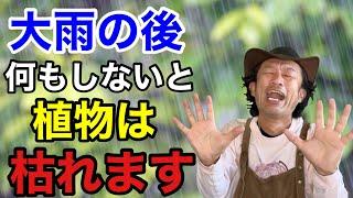 【気をつけて下さい】大雨後の植物の応急処置教えます。【カーメン君】【園芸】【ガーデニング】【初心者】