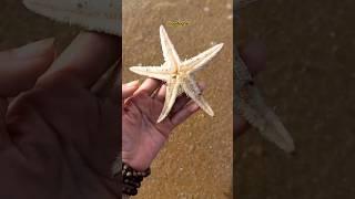 Đưa sao biển về lại đại dương xanh  Saving a starfish #sea #bien #starfish #shorts #padoghe