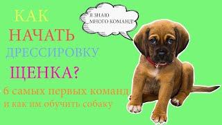 ДРЕССИРОВКА ЩЕНКА!ПЕРВЫЕ КОМАНДЫ и КАК ИМ ОБУЧИТЬ ЩЕНКА/Ann Happy pets !