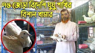 ঘুঘু পাখি পালনে নাটরের রশিদের বাজিমাত! ৭৫ জোড়ার ঘুঘুর বিশাল খামার।Dove Farming in Bangladesh 2024