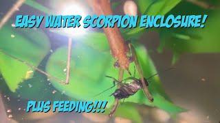 Easy Water Scorpion Enclosure! Plus Feeding!