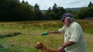 Rufus at the Mid Argyll Show