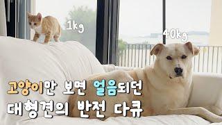 아기 고양이를 무서워하던 대형견이 마음을 열어가는 과정