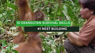 Orang-Utan Survival Skills: Lektion 1 - Wie baue ich ein Nest?