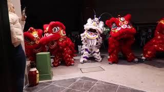 The Hotpot Palace Canley Heights | 5 Lions | JUN 2020 | AUS Jing Yee Lion Dance