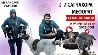 САГОИ БАЧОИИ НОМРИ 1 ДАР ТОЧИКИСТОН