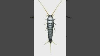 lapisma saccrihna (silverfish)