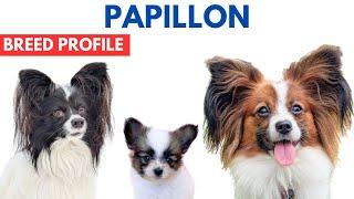 Papillon Breed Profile History - Price - Traits - Papillon Grooming Needs - Lifespan