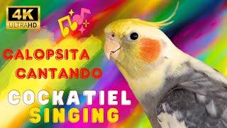 Best training for singing cockatiels and parrots | #Cockatiel singing