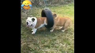 Funniest Animals Video 2023 | Funny Cats and Dogs | Laughing Paws