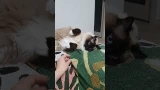 냥젤리 만질 때 고양이 반응 #cat #고양이 #랙돌 #집사 #고양이일상