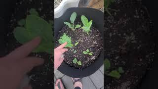 Garden update! Instant pot plants and more. Early planting because I'm a daredevil 