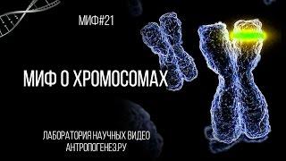 Александр Соколов. Миф о хромосомах