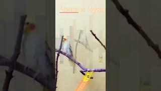 Male Cockatiel calling female