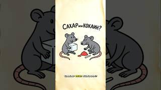 Сахар опаснее кокаина