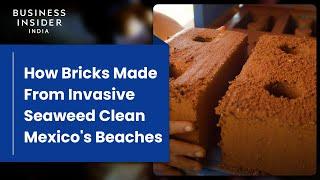 How Bricks Made From Invasive Seaweed Clean Mexico's Beaches