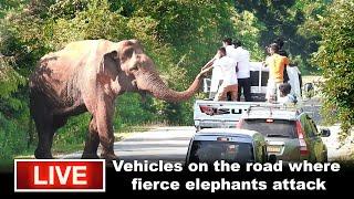  LIVE - Vehicles on the road where fierce elephants attack