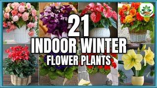 21 Best Indoor Winter Flower Plants to grow | Winter Flower Plants | Plant and Planting