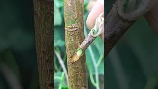 Amazing grafting techniques for fruit plant easy grafting #asmr #craft #satisfying #amazing #shorts