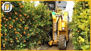 ORANGE TREES are SWALLOWED by this Machine ! - Modern Satisfying Agriculture Machines & Technology