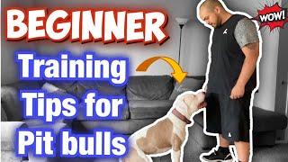 How to train your Pit bull for beginners! (Raw Footage)