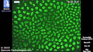 WaveFX - Drosophila Embryo - 63x