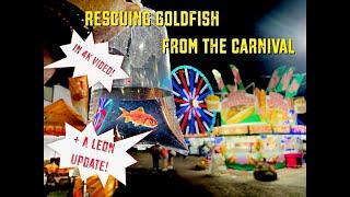 Rescuing Goldfish From The Carnival