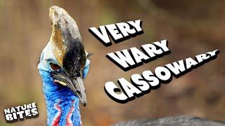 The Story of a Super Wary Cassowary… | The Secret Life of the Zoo | Nature Bites