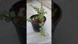 Jade Plant Care | How To Care Jade Plant Tips #shorts