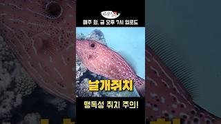 멋모르고 먹었다간 골로갑니다.