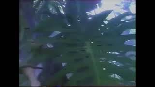 Alebrijes De Oaxaca - XEW TV (1993)